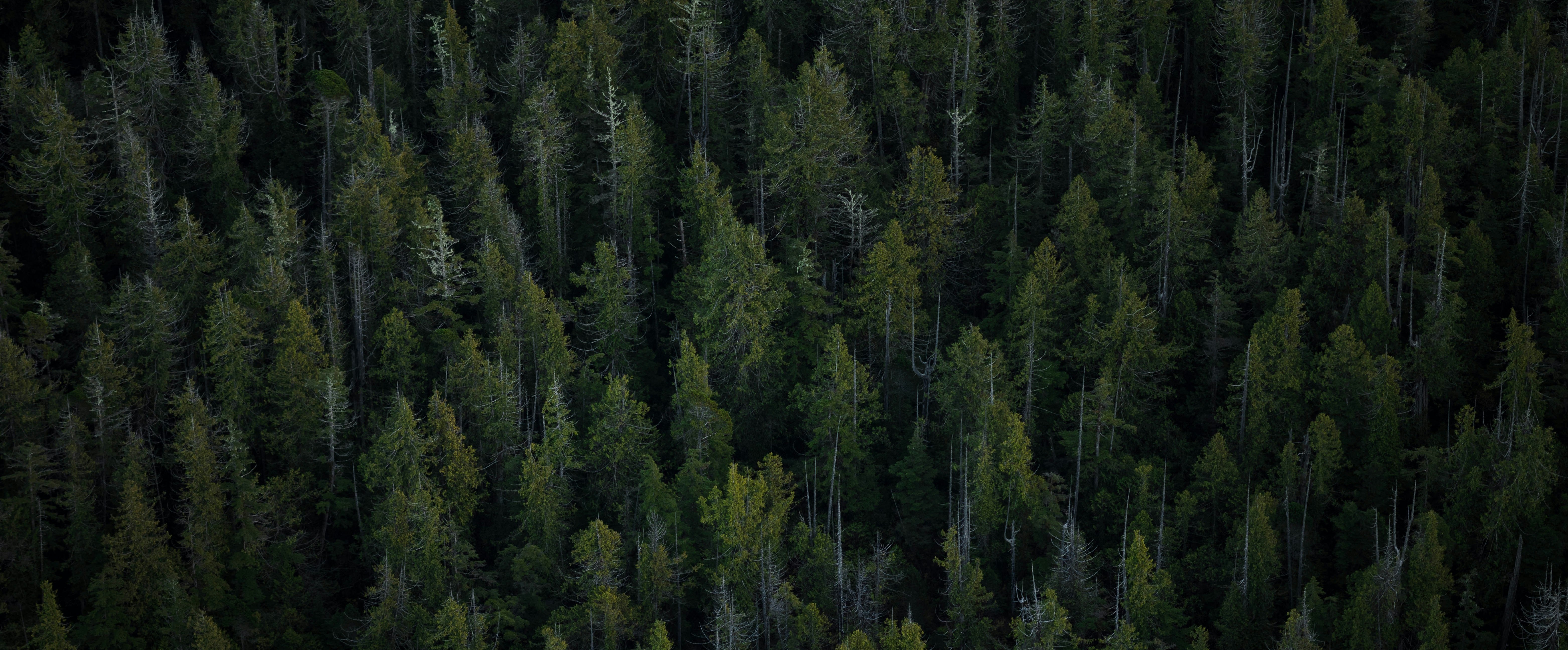 AI sprendimai miškininkystės verslui